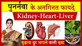 7 Amazing Health Benefits of Punarnava पुनर्नवा  पुनर्नवा के अनगिनत फायदे Boerhavia diffusa [upl. by Akoyin128]