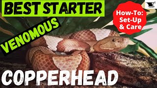 Copperhead Care Guide for Beginners  Everything You Need to Know [upl. by Llerraf]