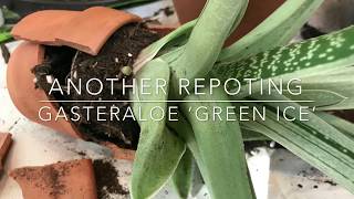 Gasteraloe ‘Green Ice’ Repotting [upl. by Intruoc]