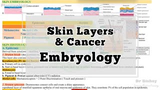 Skin Layers Cancer Embryology [upl. by Aplihs]