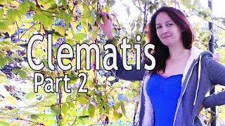 More on Clematis Propagating Your Plants from Cuttings Part 2b [upl. by Dagmar]