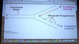 42 Biochemistry DNA Replication II Lecture for Kevin Aherns BB 451551 [upl. by Lizzie820]