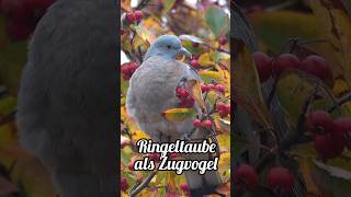 Ringeltaube als Zugvogel 🤓🕊️ Schaut bei WWW vorbei natur nature vögel leidenschaft [upl. by Eesac]