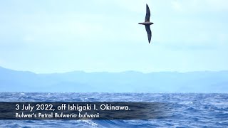 Bulwers Petrel 2amp3 July 2022 off Nakanouganjima Okinawa [upl. by Strenta]