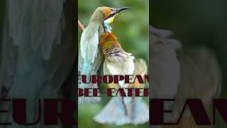 Beutiful European Beeeater Birds 🥰 [upl. by Ennazus]