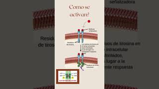 Receptores tirosina cinasa ciencia curiosidadescientificas [upl. by Aelsel]