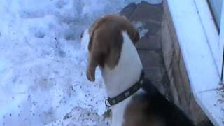 Poppy the Beagle puppy barking and howling [upl. by Aurore]