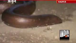 Two Nabbed In Nagpur While Selling Sand Boa Snake For Rs 5 Cr [upl. by Ressay751]