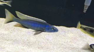 Champsochromis Caeruleus all fired up [upl. by Ditter515]