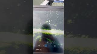 Garmin Livescope is pretty amazing🔥🎣 milliondollarbaby fishing crappiefishing [upl. by Laamaj]