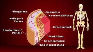 Knochen  Schulfilm Biologie [upl. by Aushoj]