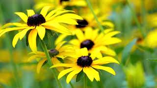 Gelber Sonnenhut Rudbeckia [upl. by Etnomal]