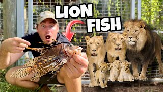 FEEDING VENOMOUS LIONFISH TO LION PRIDE  FEEDING TIME [upl. by Eikcaj]