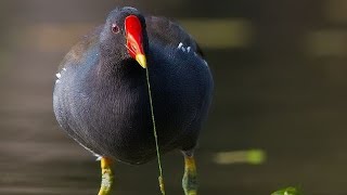 ডুংকর পাখির ডাক Common moorhen Bird call soundজল মুরগী পাখির ডাক Dunkor pakir duk [upl. by Verine]