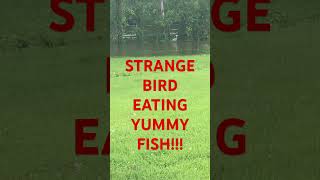 Cool looking bird eating fish in flooded waters [upl. by Meghann]