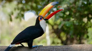 Toco Toucan amazing birds in the world  Toco Toucan Birds Adaptation [upl. by Drahnreb]