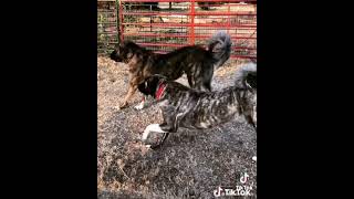 Anatolian Shepherds heading out for predator control [upl. by Anat328]