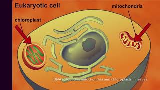 Endosymbiotic Theory Review Song [upl. by Hesketh]