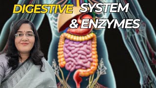 Digestive System and Enzymes  Human Physiology Part1 [upl. by Airetak643]