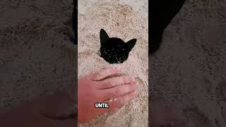 he was playing on the beach until this cat appeared 😂 [upl. by Giguere]