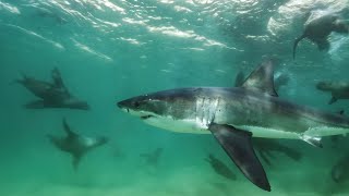 Great White Shark Mobbed by Gang Of Seals  Planet Earth III  BBC Earth [upl. by Anahsit]