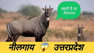 Nilgai  Blue Cow 🐃 In Uttar Pradesh [upl. by Philpot71]