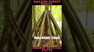 AMAZON Forest 3 FACTS [upl. by Chassin329]