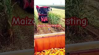 Maize Harvesting ytfeed farming trending maizefarm ytshorts viralshort viral [upl. by Nwaf]