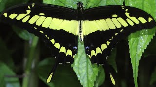 Butterflies of South America part 1 Papilionidae og Pieridae [upl. by Gustave410]