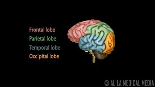 Neuroscience Basics Human Brain Anatomy and Lateralization of Brain Function 3D Animation [upl. by Reena508]