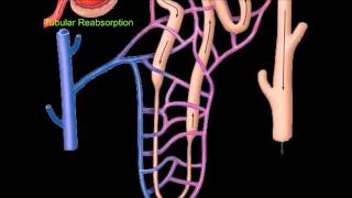 Nephron and Urine Formation [upl. by Spencer]