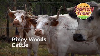 Piney Woods Cattle [upl. by Nagoh]