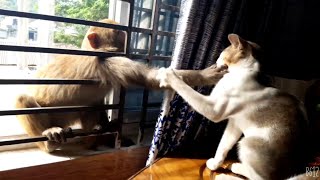 cat vs Monkey [upl. by Crowell961]