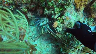 SCUBA Diving Hillsboro Ledge off Deerfield Beach Florida [upl. by Romano]