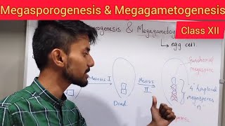 Megasporogenesis and Megagametogenesis  Shivam Oswal [upl. by Kilian908]