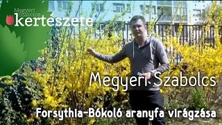 Forsythia intermedia  Aranyvessző ültetése [upl. by Letha]