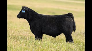 Reimann Pasture Sale 2024  Tag 63 [upl. by Rocray]