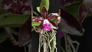 Cattleya schilleriana x Jairak Pebble anggrek cattleya orchid flowers [upl. by Pallas]