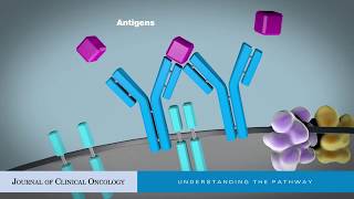 Targeting BCell Receptor Signaling for Anticancer Therapy [upl. by Eniac]