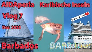 Vlog 7  AIDAperla  Barbados  Katamaranfahrt Karibische Inseln Dez 2023  Reisefilm Reiseblog [upl. by Ahsino75]