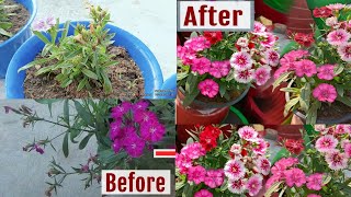 Dianthus Care Tips  How to Grow and Care Dianthus Plant  foryou garden [upl. by Shanks]