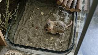 Fat tailed gerbil attacks superworm runs away in victory [upl. by Dogs]