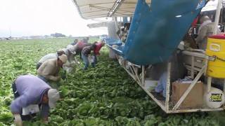 How Lettuce Gets Harvested [upl. by Milton]