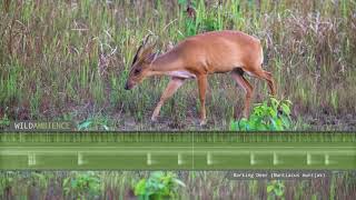 Barking Deer Sounds  A muntjac deer calls at night in Thailands rainforest [upl. by Vinson762]