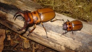 Homoderus gladiator  Stag Beetle  Hirschkäfer [upl. by Andri686]