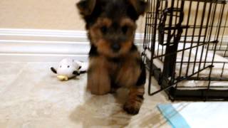 New Yorkshire Terrier Puppy 9 Weeks [upl. by Anhavas]