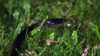 Slaty grey Snake [upl. by Nordgren]