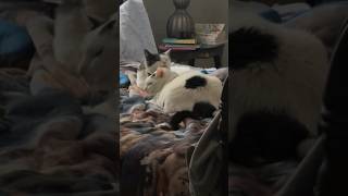 Scared feral cat gets new girlfriend amp gains back confidence 💪 catlover cats animals [upl. by Elorak]