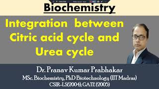 Integration between Citric acid cycle and Urea cycle [upl. by Thamora]