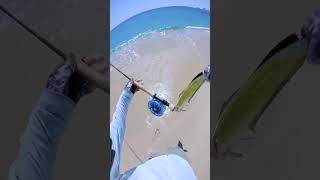 Landing a Dorado from the Beach Fly fishing Baja santisportfishing [upl. by Ahtenek]